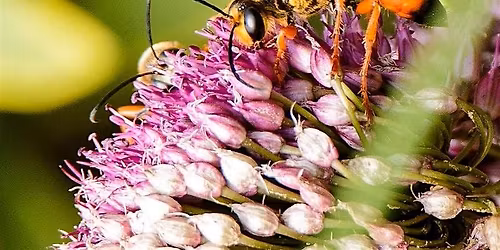 Beyond the Sting: Green-Wood\u2019s Wasps