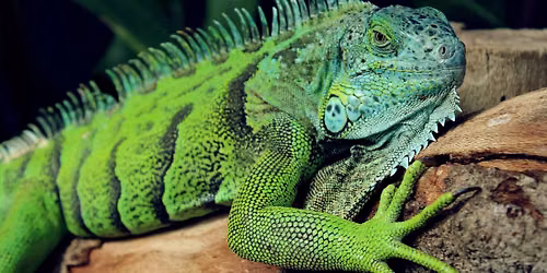 Safari Savvy's Reptile Show- ** SEE DETAILS FOR IMPORTANT INFO**