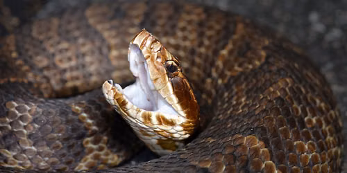 Level 1 Venomous Handling Certification Course - Miami, FL