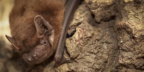 Bat walk at Big Pool Wood