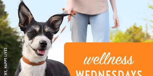 Wellness Wednesday