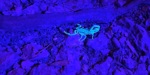 Night Hike