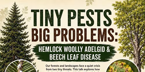 Tiny Pests, Big Problems: Hemlock Wooly Adelgid & Beech Leaf Disease
