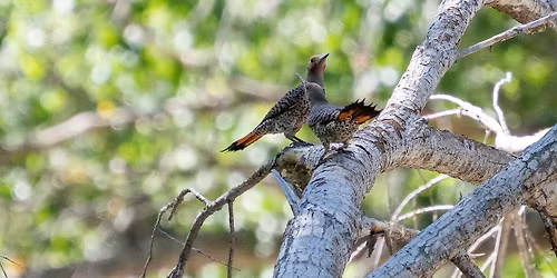 Bird Walk at the San Pedro House