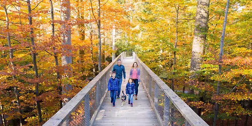 Schnuppertag: mit dem Hund auf dem Baumwipfelpfad