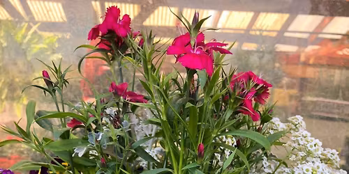 Plant a pot for the Drynkkings