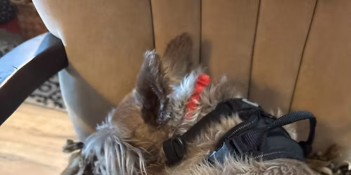 Serpentine Dog Park in Surrey