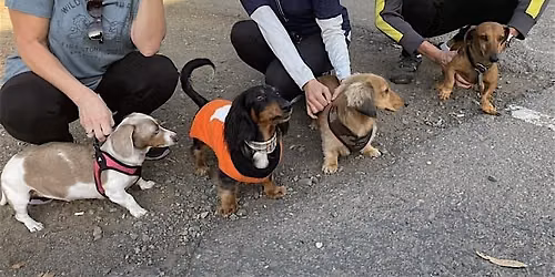 Munch & Friends, a Dachshund Hike and Meetup in Walnut Creek, CA