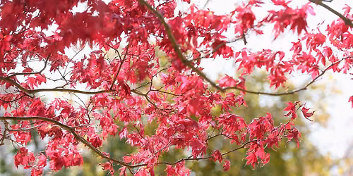 Japanese Maples Presentation and Plant Walk
