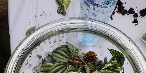 Self-Sustaining Closed Terrarium Workshop