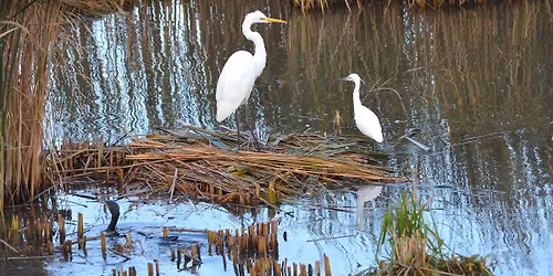 Sortie ornitho : \u00e0 la rencontre des oiseaux des "Cinq tailles" \u00e0 Thumeries