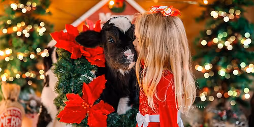 Merry Moo Mini Sessions