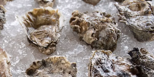 Heritage Skills Workshop: Oyster Shucking 