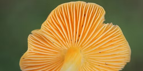 Paddenstoelenwandeling in het Molsbroek