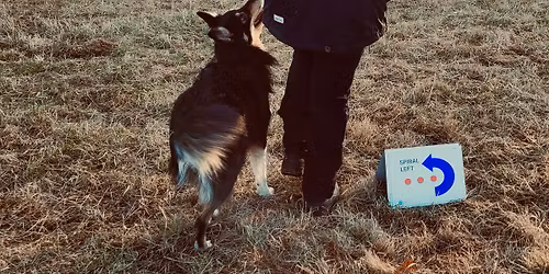 Treningowe zawody FCI Rally Obedience (znaki z regulaminu mi\u0119dzynarodowego)