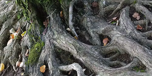 It's All Connected: Regenerating the Environment & the Economy