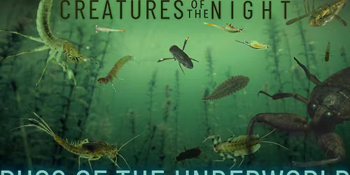 Creatures of the Night: Bugs of the Underworld