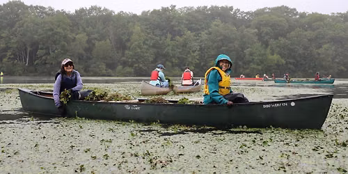 Water Chestnut Removal Volunteer Event - Horn Pond