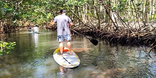 Nature Stand Up Paddle Boarding Experience in Miami Tickets