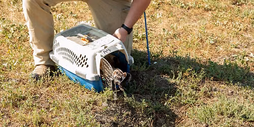 SFZA Conservation Series: Black-Footed Ferret Day