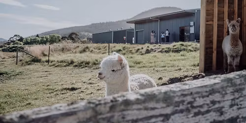 Open Day at Derwent Distillery