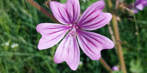 Summer Wild Food Identification and Foraging Foray 04\/07\/2026