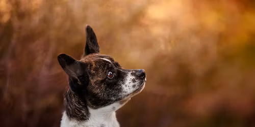 Mini Session Outdoor Portraits 
