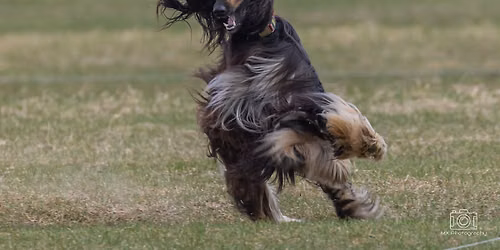 AKC Lure Coursing Trials by AHGA