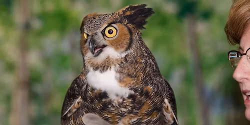 Owl Prowl & Night Hike