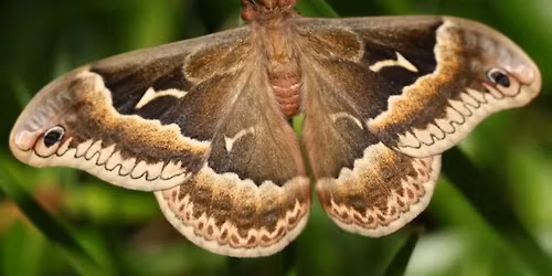Moth Madness with Caroline Manuel