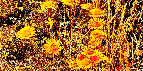 Summer Vibes in the Old Market Hall - no. 2