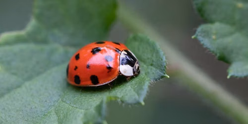 Toddler Tuesday: Bugs