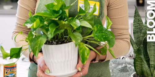 Success with Houseplants: A Beginner's Guide