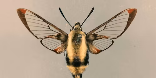 Paint the Collections: Entomology