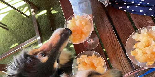 Brunswick Puppy Pub Crawl