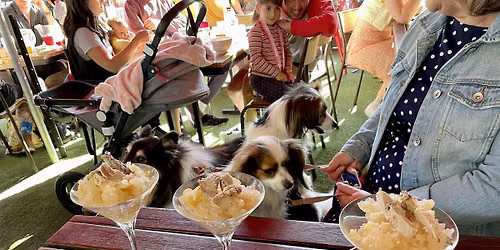 Brunswick Puppy Pub Crawl