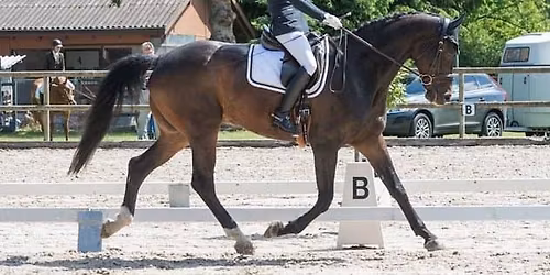 Dressurtage Sursee 2026