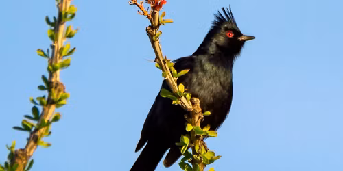 El Rio Preserve Birding Event