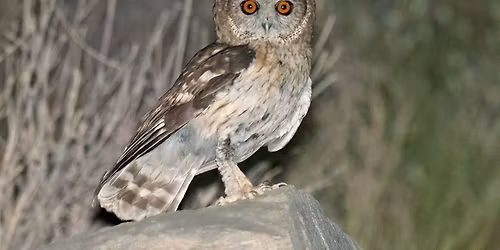 Dutch Birding Vogeldag