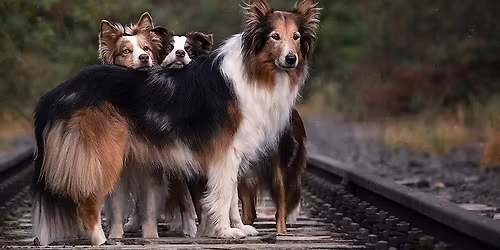 Dogdance-Turnier und Trick-Contest Mannheim