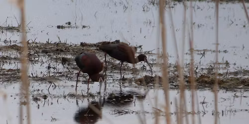 Birding Old Marsh Road