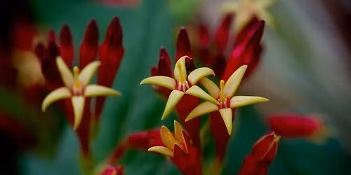 Landscaping for Shading Yards