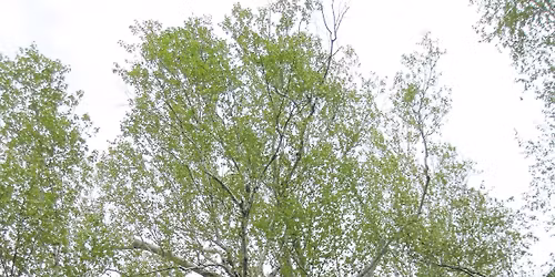 The Cemetery Trees in Spring: A Guided Discovery