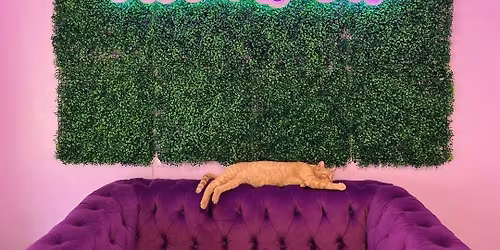 Ladies Meet Up at Cat Lady Cafe