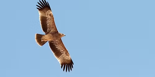 Lucanapi sasol\u00e1s Dinny\u00e9sen