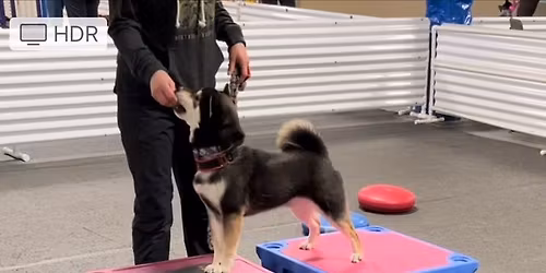 Canine Fitness Seminars with Darcy Roessler