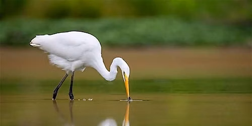 Birds, Boardwalks & Wetlands at Huntley Meadows