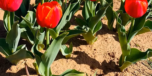 Sweet Pickins Tulip Field Opening Weekend \ud83c\udf37 | Altus, OK