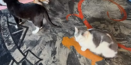 Yoga Nidra with Cats