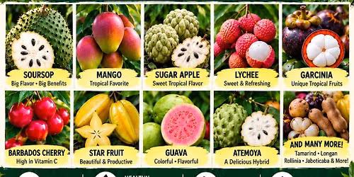 \ud83c\udf34 Tropical Fruit Tree Sale  \ud83c\udf34